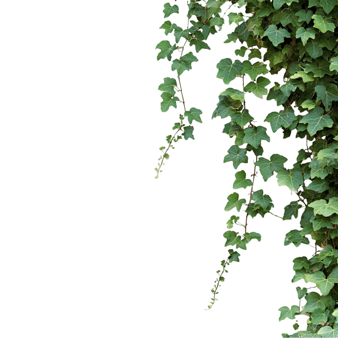 Vines Right